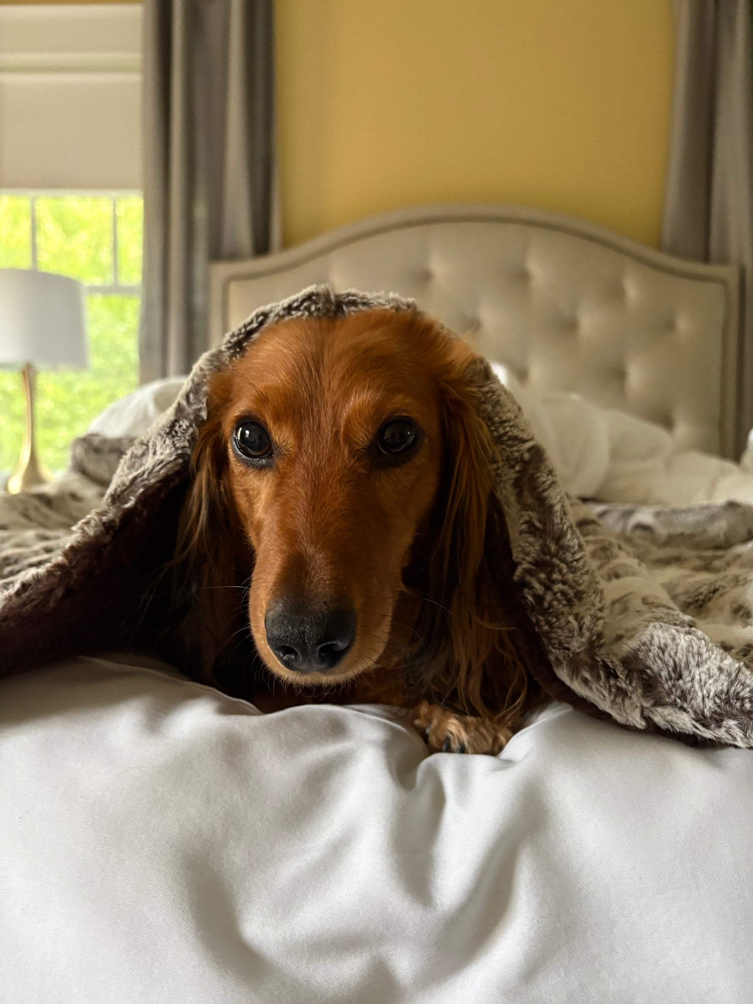 Custom Puppy Snuggle